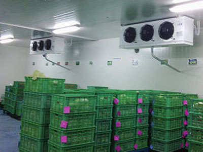 蔬菜水果批发建多大的保鲜冷库较量合适？？？？？？ 